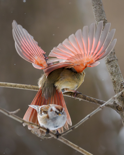 American Tree Sparrow