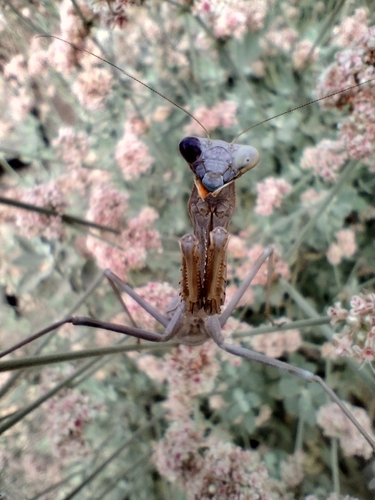 Arizona Mantis