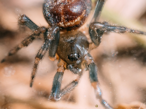 Rabbit Hutch Spider