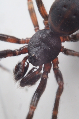 Boreal Combfoot