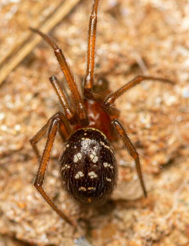 Black Cobweb Spider