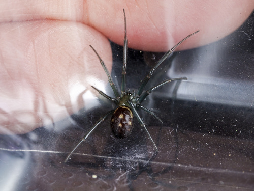False Black Widow
