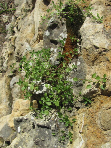 Common chickweed