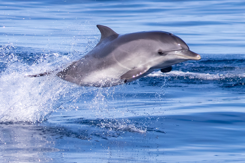 Atlantic Spotted Dolphin