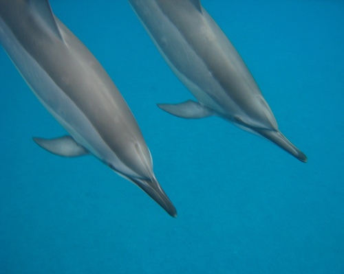 Spinner Dolphin