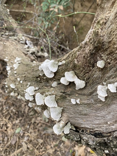 Stereum fasciatum