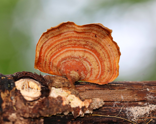 False Turkeytail