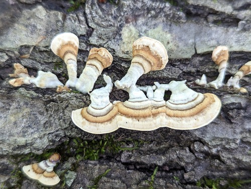Yellowing curtain crust