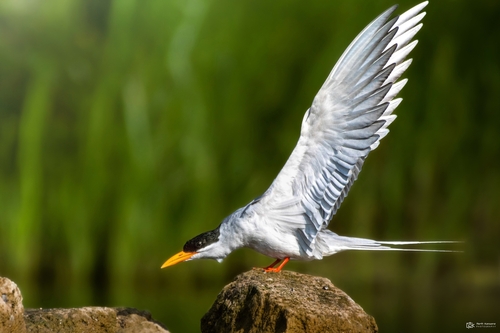 River Tern