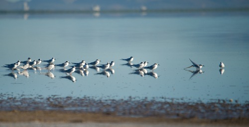 Forster's Tern