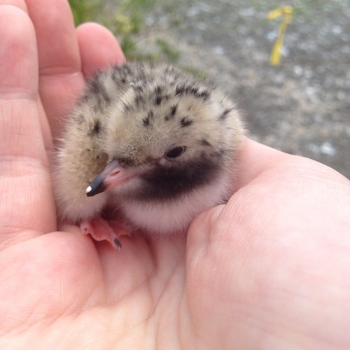 Common Tern