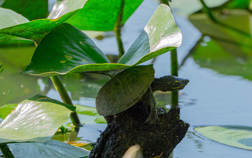 Eastern Musk Turtle