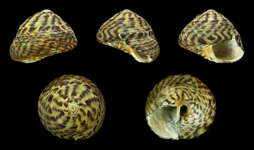 Purple Topshell