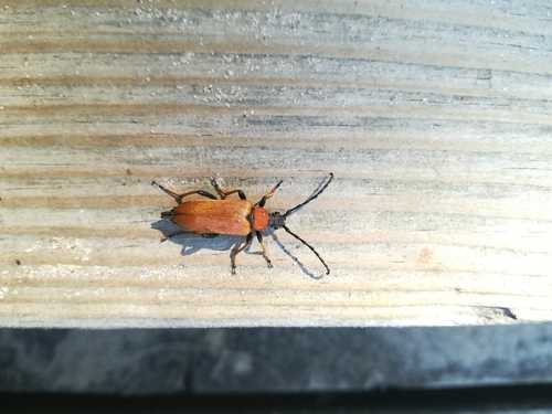 Red Pine Longhorn Beetle