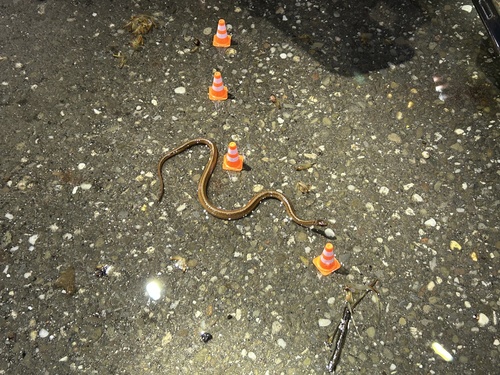 DeKay's Brownsnake