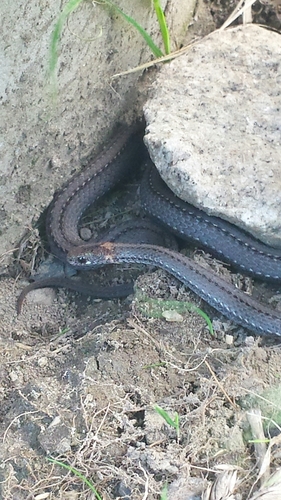 Red-bellied Snake