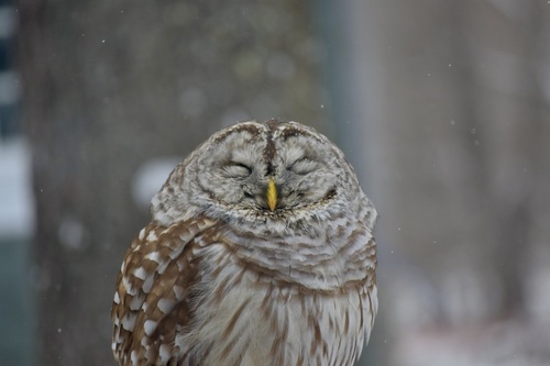 Barred Owl