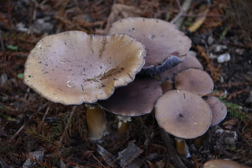 Wine-cap Stropharia