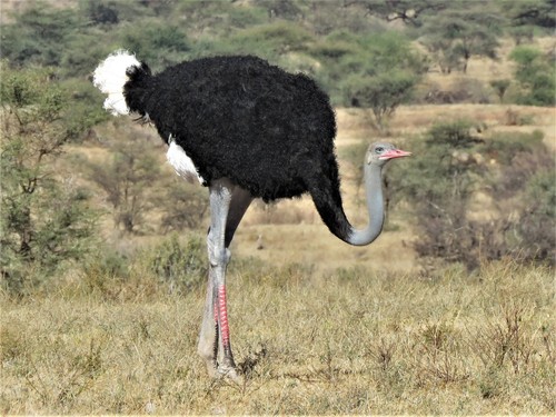 Somali Ostrich