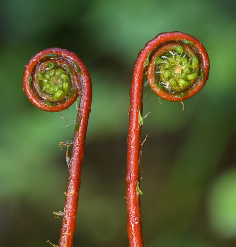 Deer fern