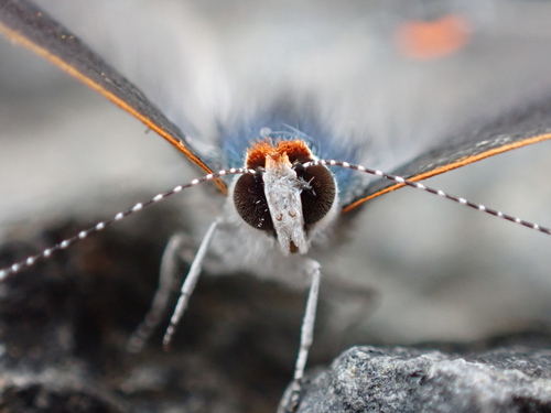 Gray Hairstreak