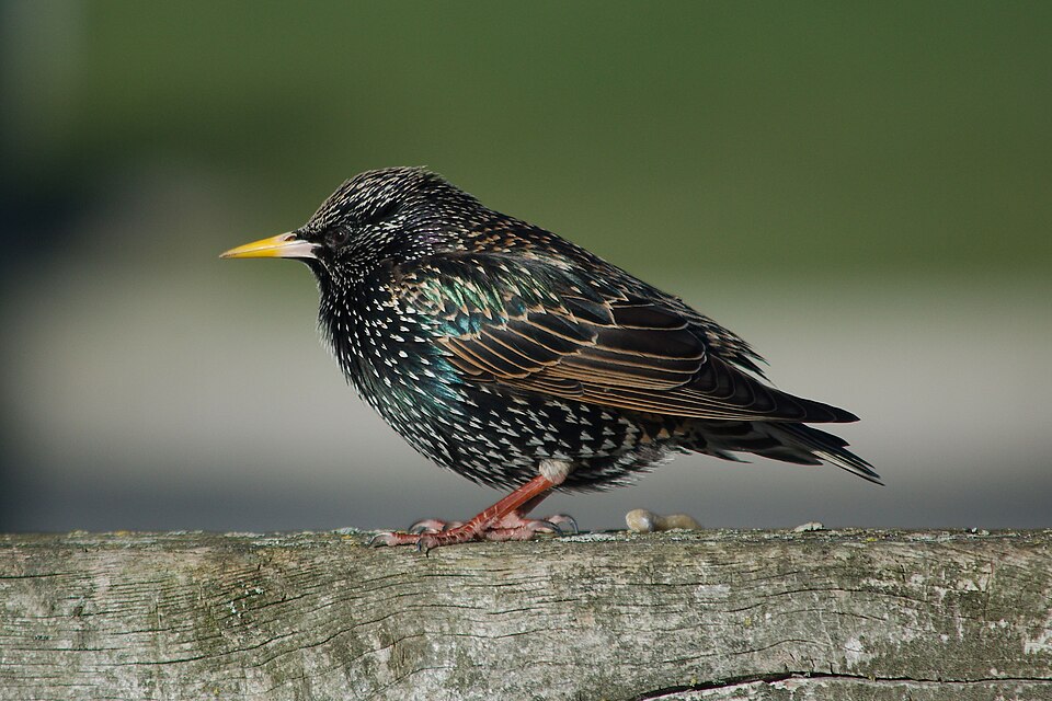 European Starling
