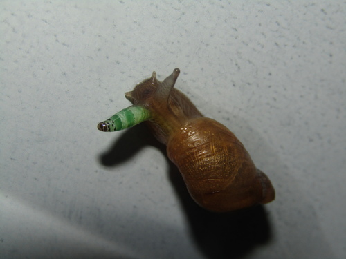 Common European Ambersnail