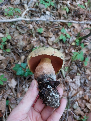Lurid Bolete