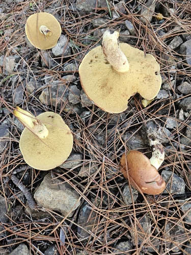Dotted-stalked Suillus