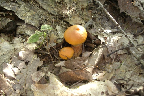 Larch Bolete