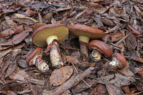 Purple-veiled Slippery Jack
