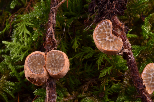 Painted Suillus