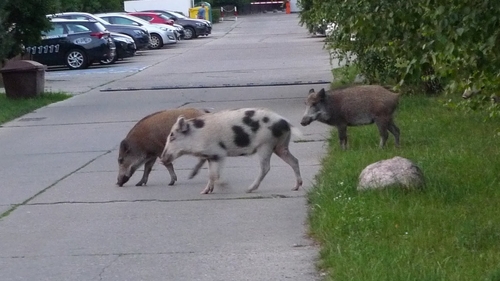 Wild Boar