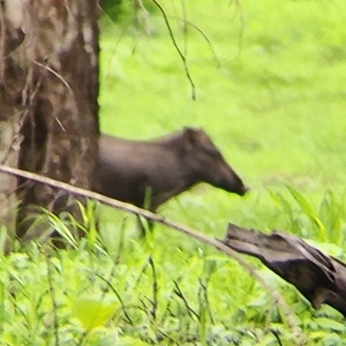 Javan Warty Pig