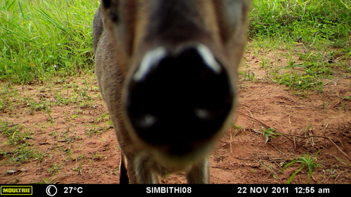 Bush Duiker