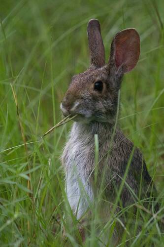 Swamp Rabbit