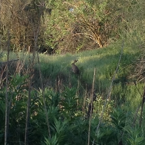Desert Cottontail