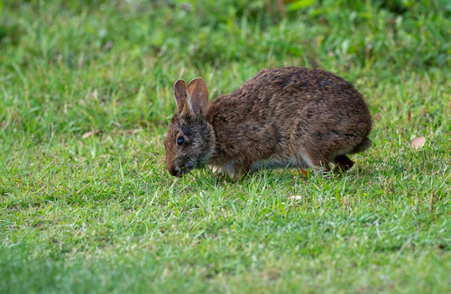 Marsh Rabbit