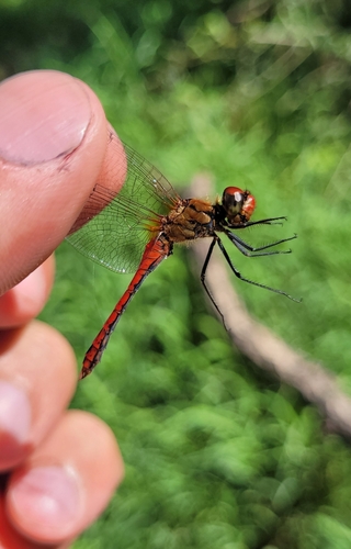 Ruddy Darter