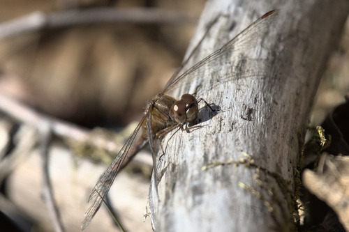 Autumn Meadowhawk