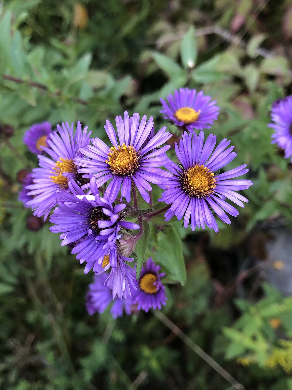 New England aster