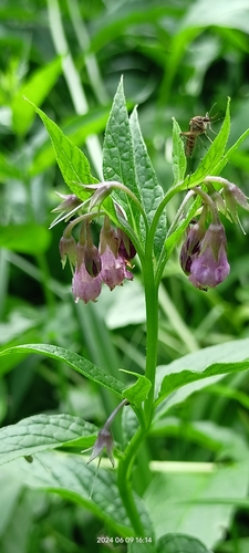 Common comfrey