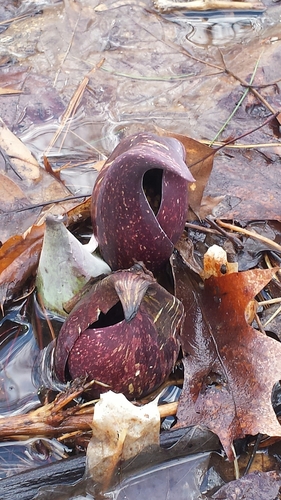 Eastern Skunk Cabbage