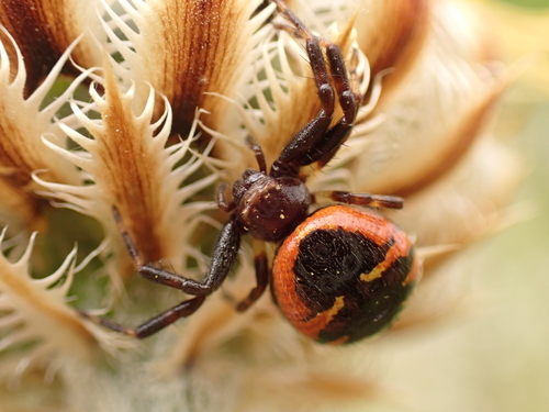Napoleon Spider