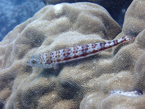 Variegated Lizardfish