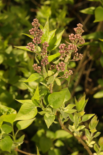 Common lilac