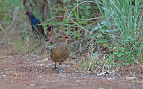 Mrs. Hume's Pheasant