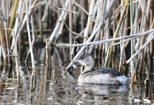 Little Grebe