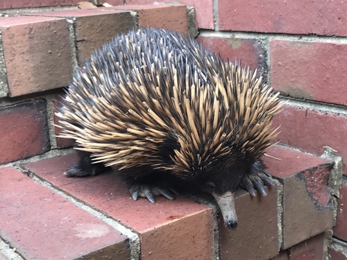 Short-beaked Echidna