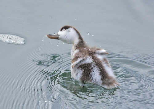 Common Shelduck